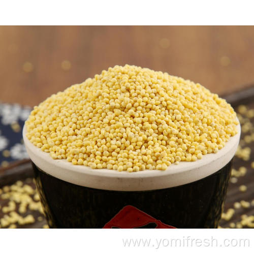 Proso Millet Seed